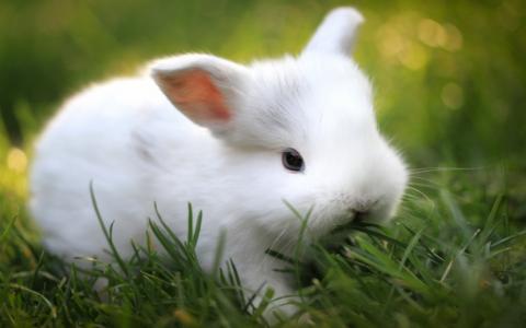 小，白色，毛茸茸的，兔子，草