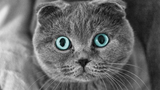 折，猫，蓝色，眼睛，壁纸