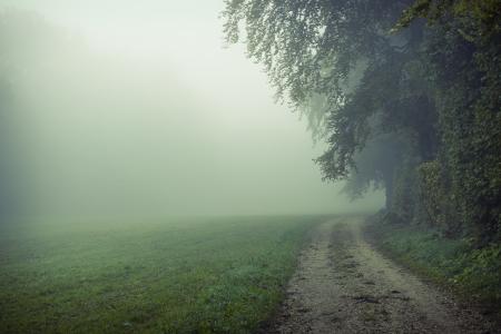 自然，早晨，场，雾，路
