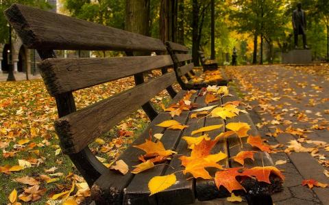 秋天，公园，叶子，树叶，长凳，长凳