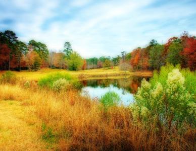 秋天，湖，池塘，森林，树木，领域，景观