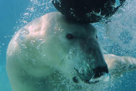 北极熊，北极熊，忍受水下，熊
