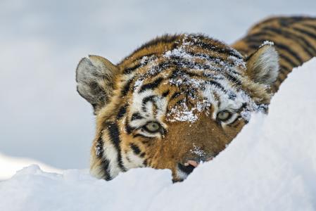 老虎，野猫，枪口，看，雪