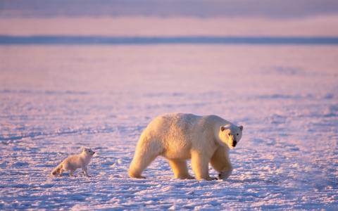 北极，北极熊，北极狐，雪，冬天，动物