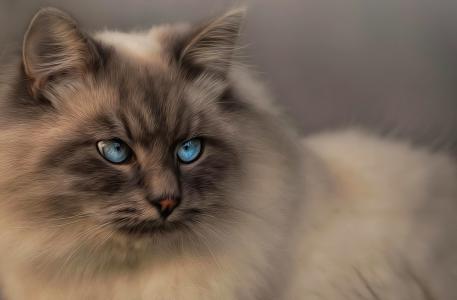 猫，蓝色的眼睛，看