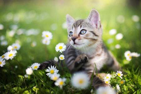 草，夏天，小猫，绿色，chamomiles