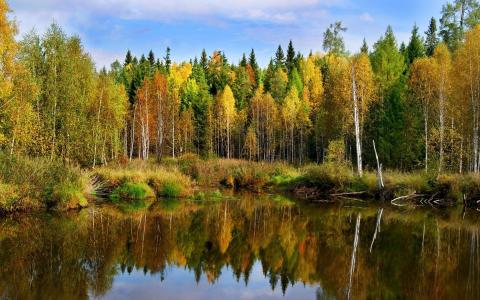 景观，秋季，森林，池塘