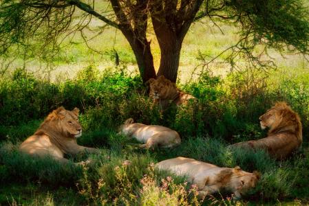 休息，狮子，树
