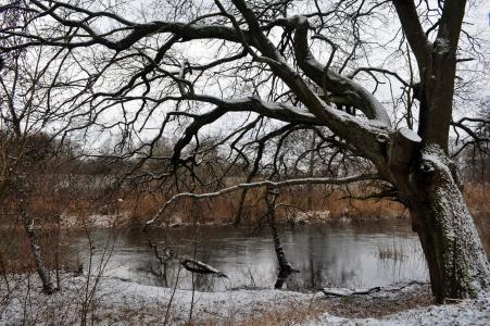 河，树，冬天，雪