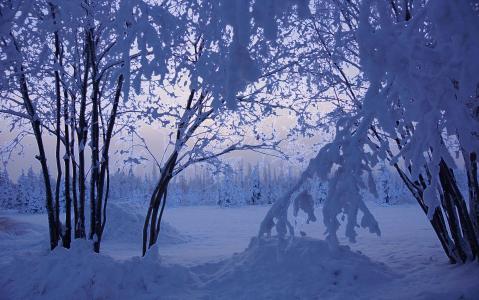 冬天，树木，雪，大自然