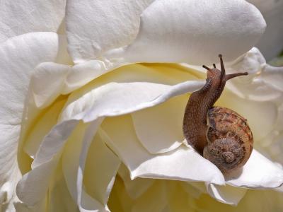 蜗牛，玫瑰，花，花瓣，宏