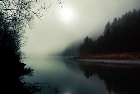 反思，河，森林，表面，雾