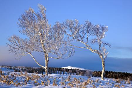 冬天，树木，领域，景观
