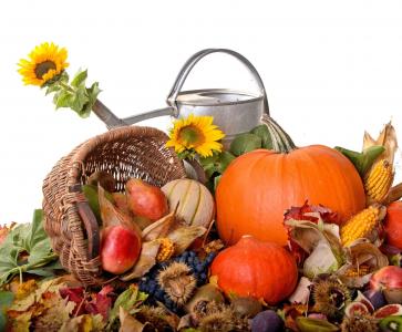 秋，收获，食品，喷壶，向日葵，白色背景，组成