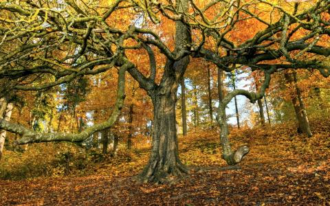 树，秋天，性质