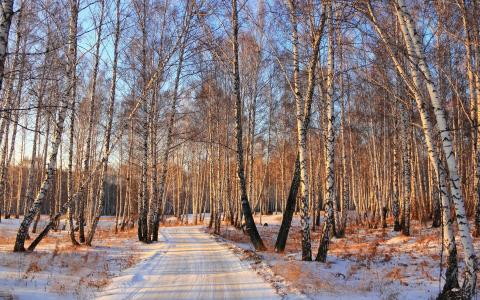 道路，森林，桦木，冬天，树木
