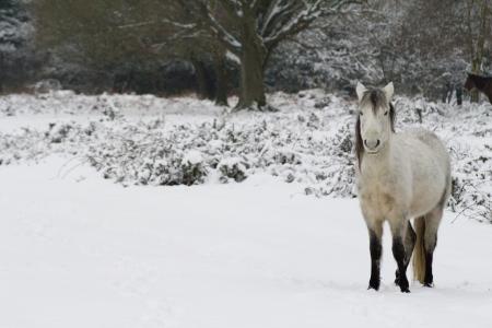 马，冬天，雪