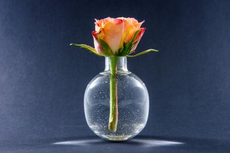 玫瑰，按钮，花瓶