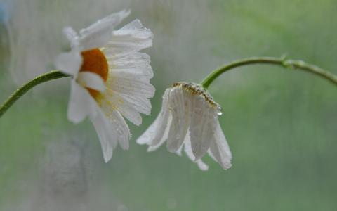 雏菊，鲜花