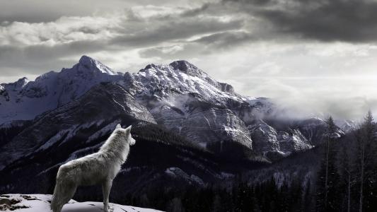 狼，山，雪，雾
