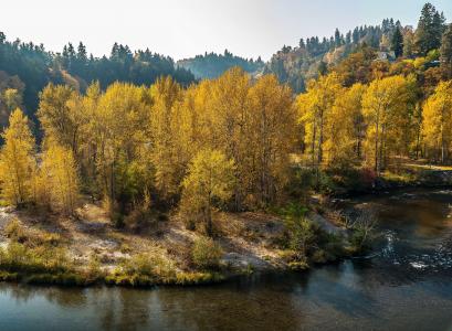秋天，森林，树木，河，景观