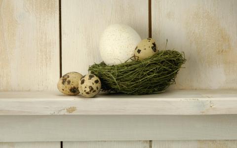 发现蛋，巢