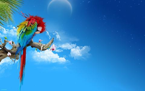 彩色鹦鹉，月亮，创意