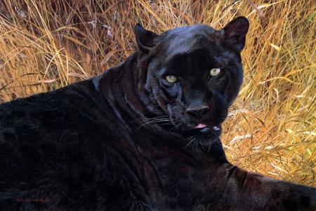 卡尔Brenders，黑色狮身人面像，пантера