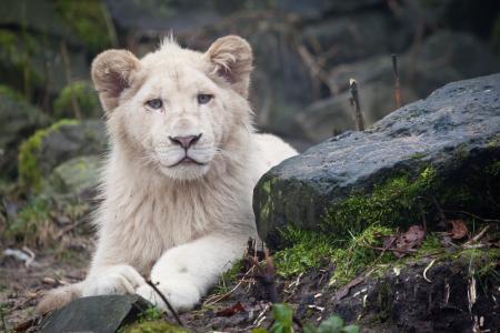 白狮子，捕食者，狮子幼崽