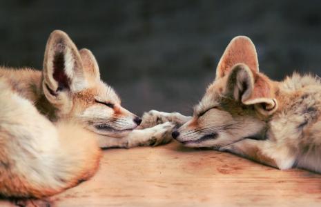 两个，睡觉，狐狸，腓尼基人