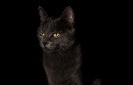 猫，猫，黑色的背景