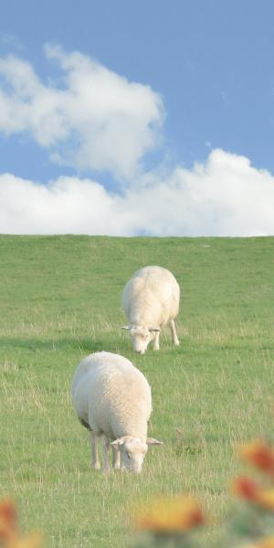 草原上的绵羊