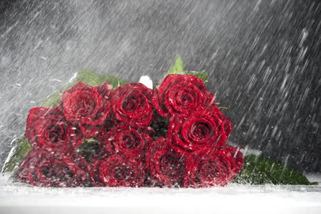 玫瑰，芽，雨