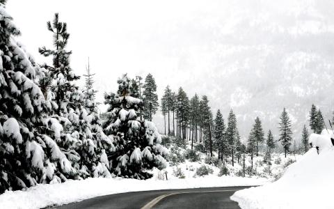 路，山，雪，圣诞树