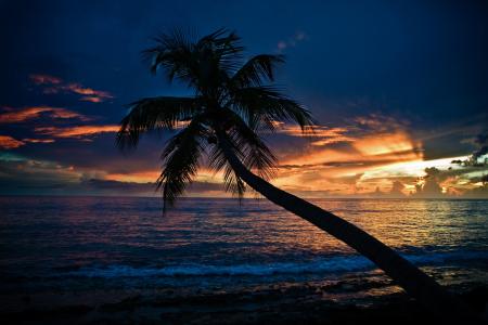 海，棕榈，日落，海滩
