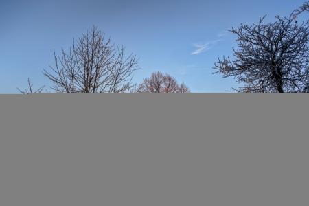 树，雪，德国，路，冬天