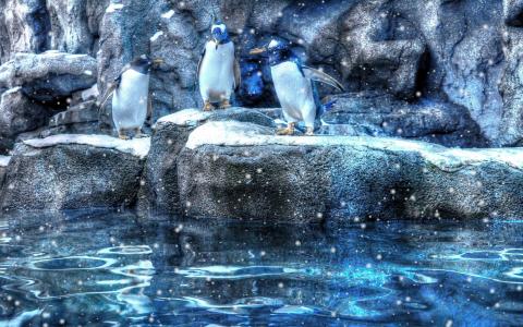 企鹅，水，石头，雪，人类发展报告