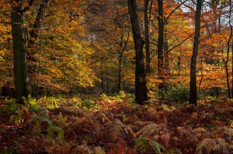 秋天，树木，树叶，森林，龙虾森林，马洛，白金汉郡，英格兰东南部，英格兰奇尔滕丘陵，英格兰，白金汉郡，霍洛希尔伍德，马洛，奇尔滕山，秋天