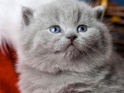 英国短毛猫，英国人，小猫，枪口，蓝色的眼睛