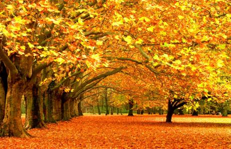 秋天，树叶，树木