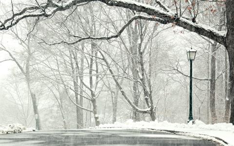 景观，冬天，树木，雪，路