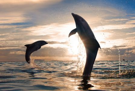 海，美丽，嬉戏的海豚，水溅，跳跃，日落