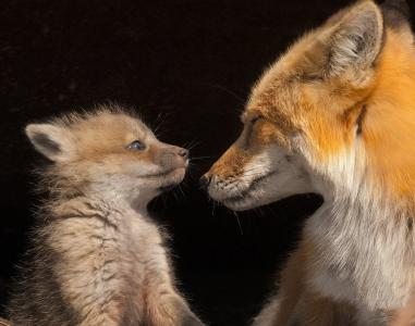 狐狸，狐狸，狐狸，妈妈和蹒跚学步，狐狸