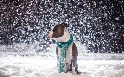 一条围着他脖子的围巾，一位朋友，降雪，冬天的狗