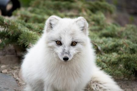 狐狸，极地狐狸，捕食者，枪口，白色，毛皮