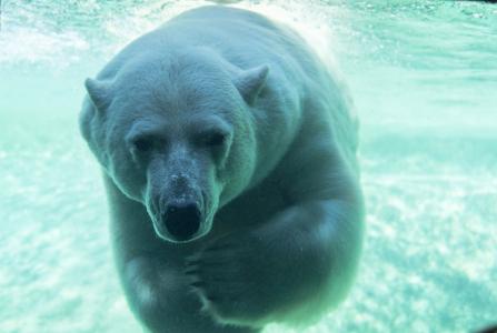 北极熊，熊，捕食者，枪口，游泳，在水之下