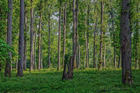 森林，树木，大自然，人类发展报告