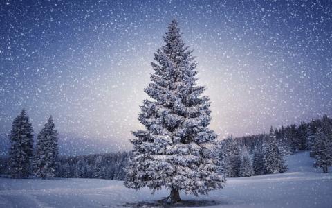 树木，冬天，雪，毛皮树