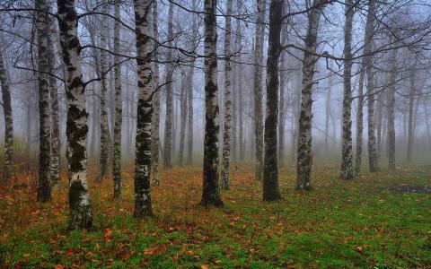 桦树林，树叶，阴霾