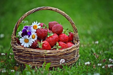 浆果，草莓，篮子，鲜花，洋甘菊，三叶草，草，草坪
